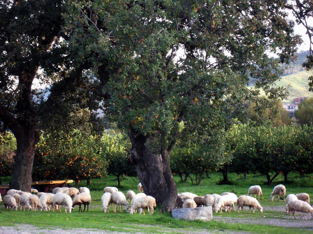 Barone Gr Macri Agriturismo Modi Gerace Exteriér fotografie